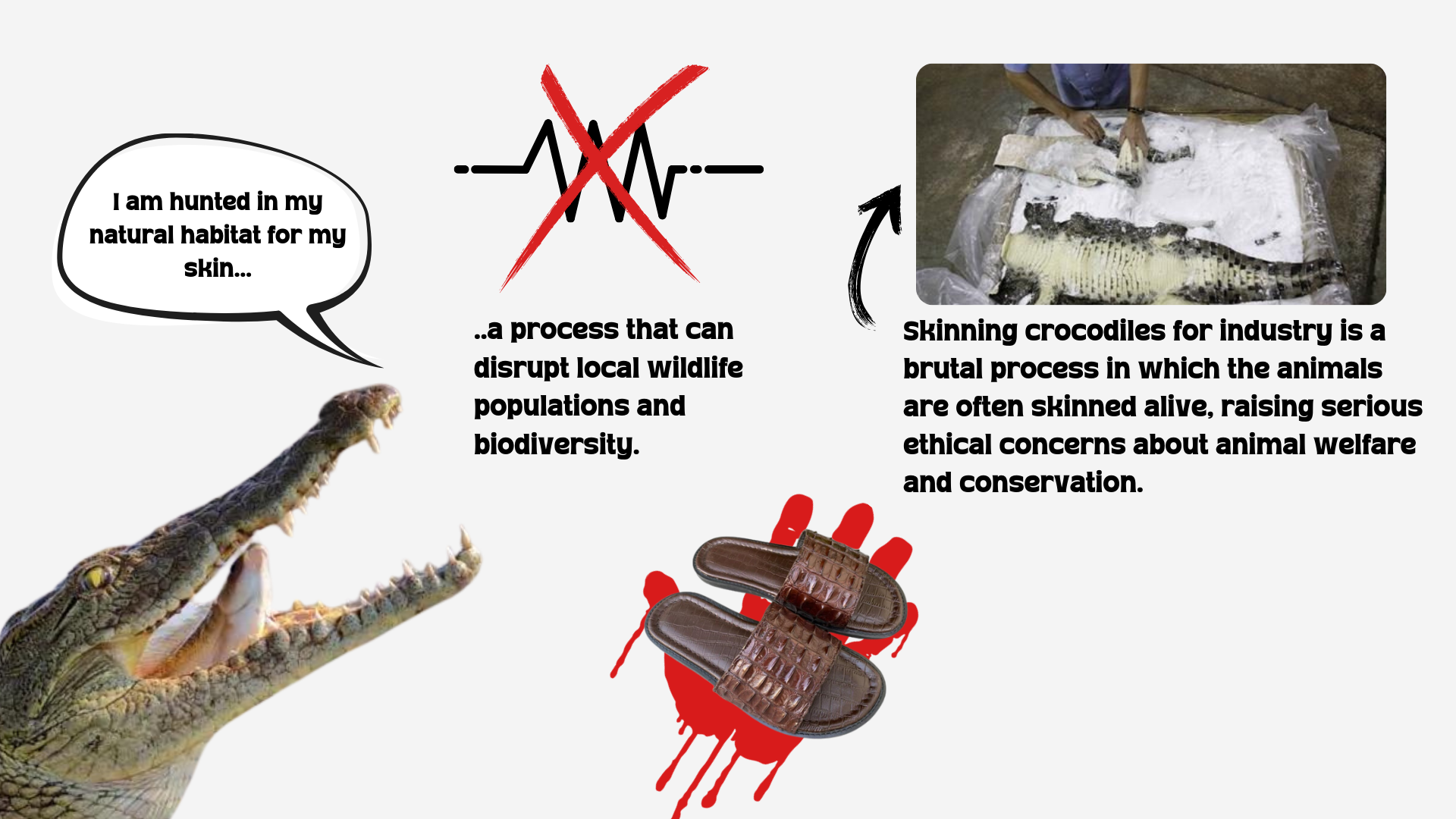 Informative graphic depicting a crocodile speaking about being hunted for its skin, with additional text and images illustrating the brutal skinning process and its impact on biodiversity and animal welfare.